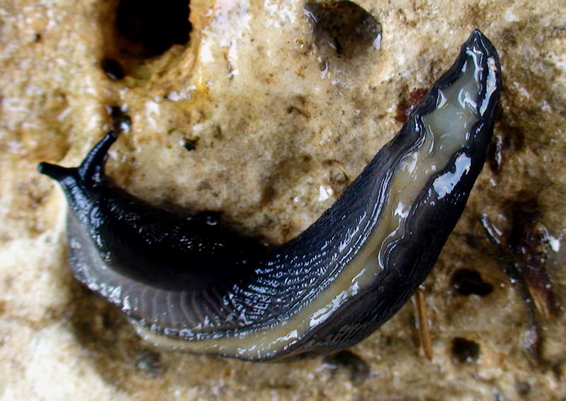 Limax nero delle Apuane (Limax sp 3 della checklist)